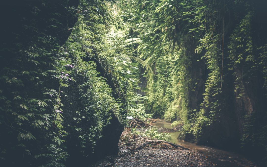 Into The Wilderness or Riding the Waves – The Future of IC